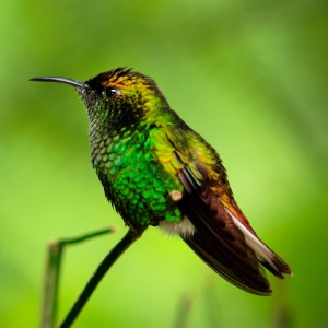 Kolibřík měděnohlavý