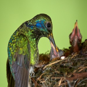 Kolibřík zelený krmí mladé