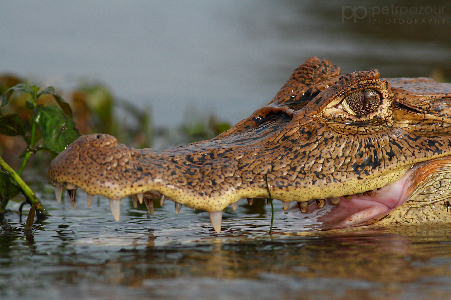 Kajman brýlový - Caiman crocodilus