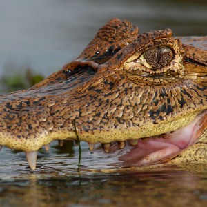 Kajman brýlový - Caiman crocodilus