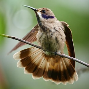 Kolibřík telesillský