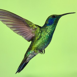 Kolibřík zelený