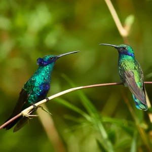 Schůzující kolibříci