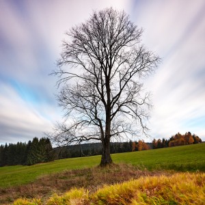 Velký Bor