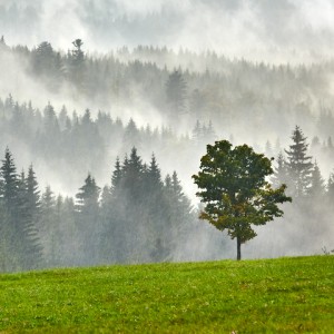 Zamlžená Šumava